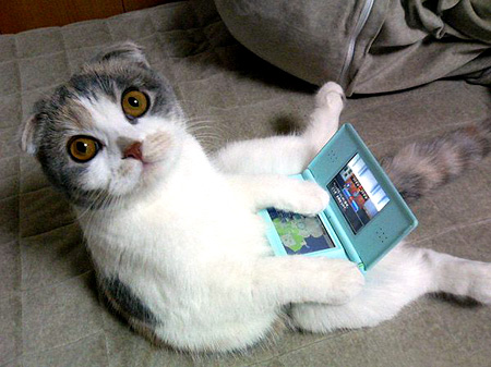 Kitties like DS Lite too!