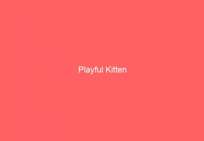 Playful Kitten