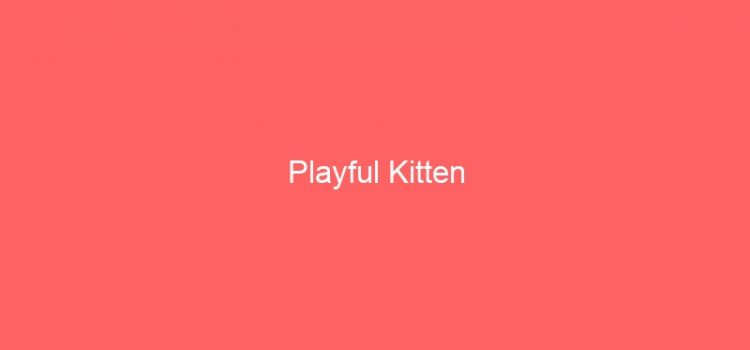 Playful Kitten